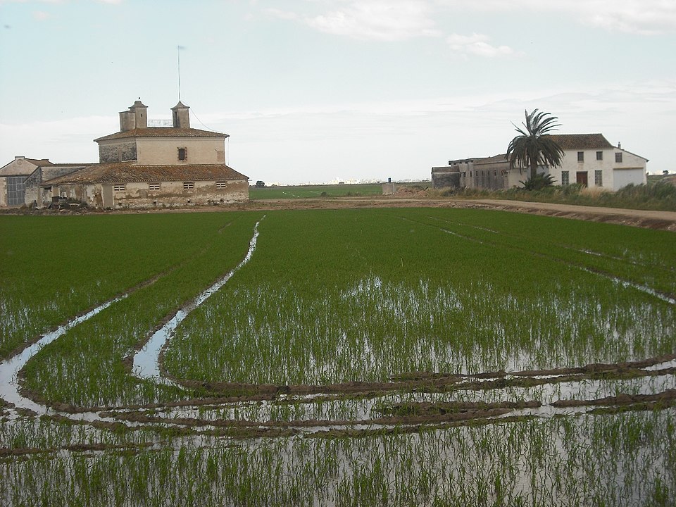 Si estás buscando naturaleza, autenticidad y experiencias que te conecten con el paisaje, las mejores rutas y excursiones por La Albufera de Valencia te están esperando
